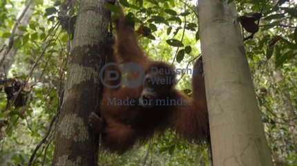 Sumatra - Fighting to Save Apes | ಕಾಡಿನಲ್ಲಿ ಬದುಕಲು ಮಂಗಗಳಿಗೆ ತರಬೇತಿ | Going Wild EP 11