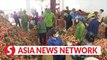 Vietnam News | Lychee farmers, traders vaccinated against Covid-19
