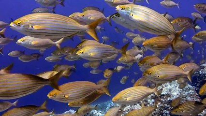 Twinkle -Twinkle Little Star Title Song, Beautiful Relaxing Music , Peaceful Music golden fish,