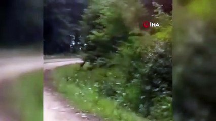 Yolda gördükleri karaca karşısında şaşkınlıklarını gizleyemediler