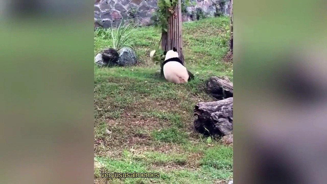 Cute animals memes compilation # 1