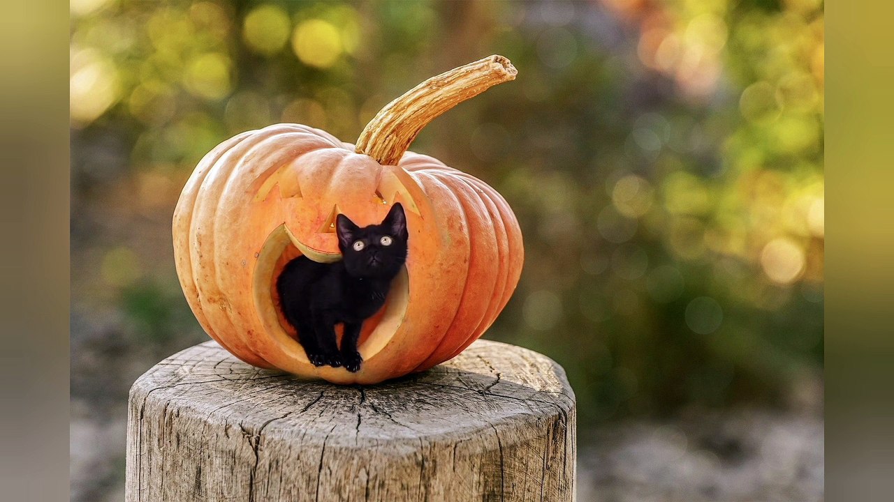CUTE CATS