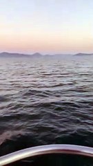 Baleia jubarte faz show particular para família de Florianópolis