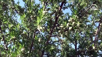 Devlet desteğiyle tarlasına badem fidanı diken üretici ihracata başladı