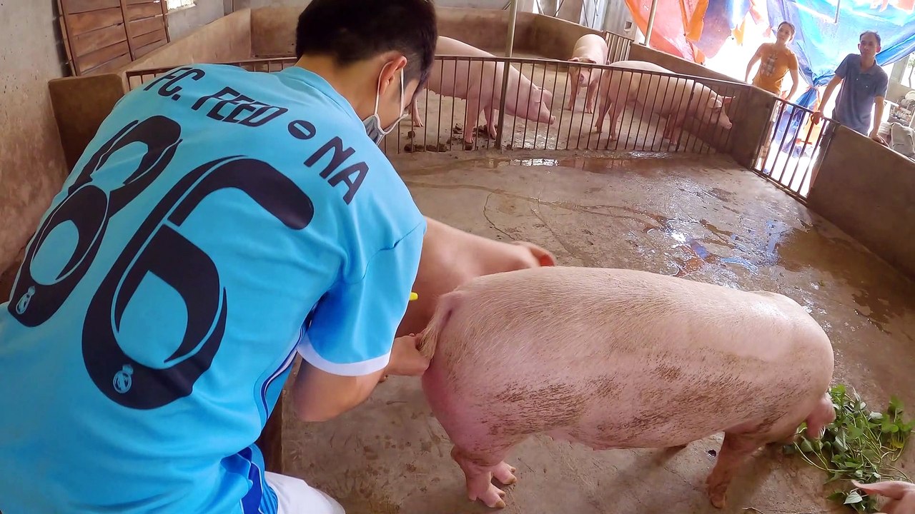 Cách Phối Giống Cho Lợn Nái