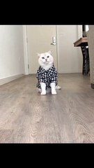 CUTE CAT - The world is my runway. And by world I mean living room / Funny cute cat video #5