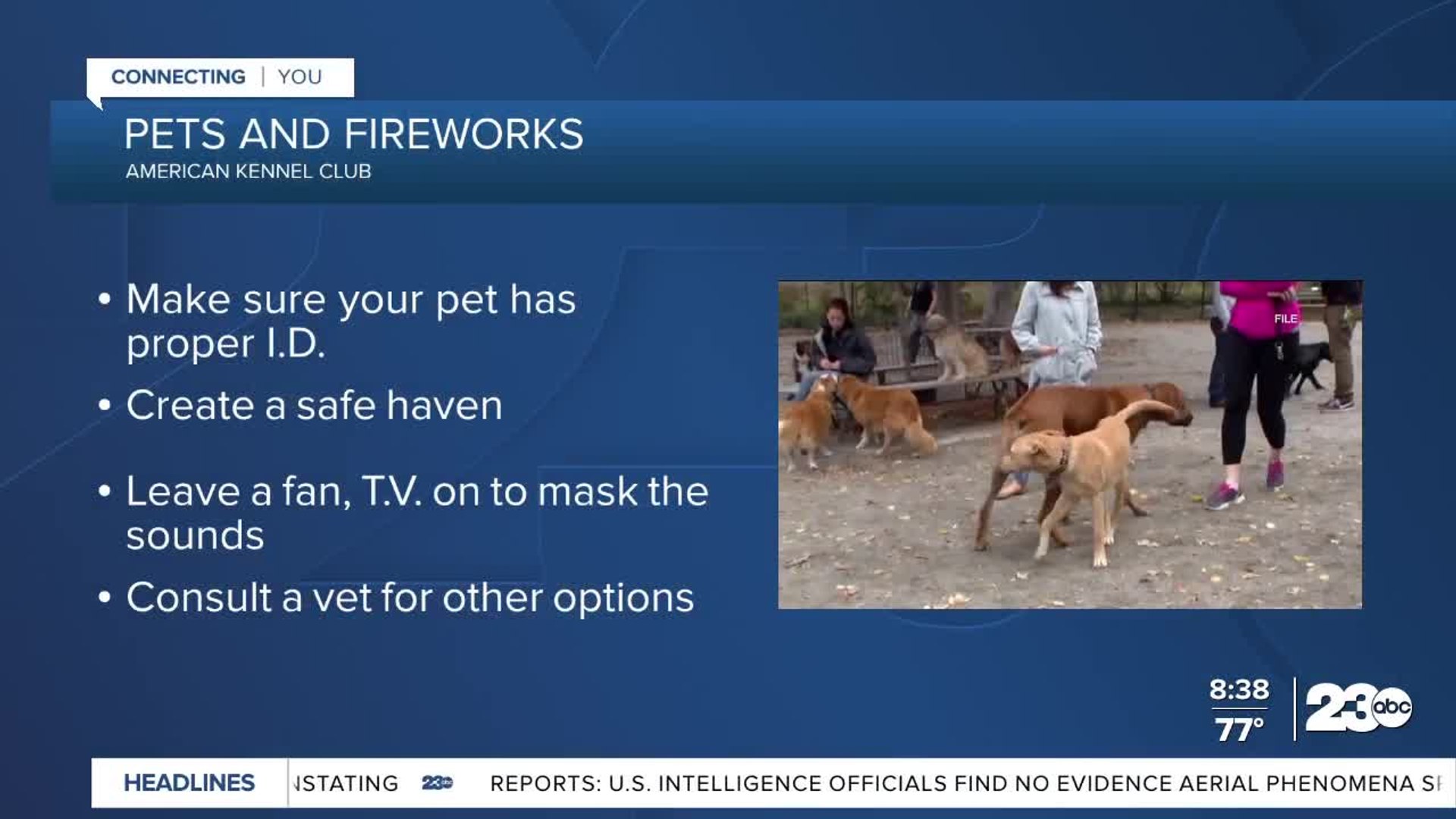 Pets and fireworks