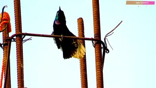 Purple Sunbird Male Singing For Female | Cinnyris asiaticus | Full HD