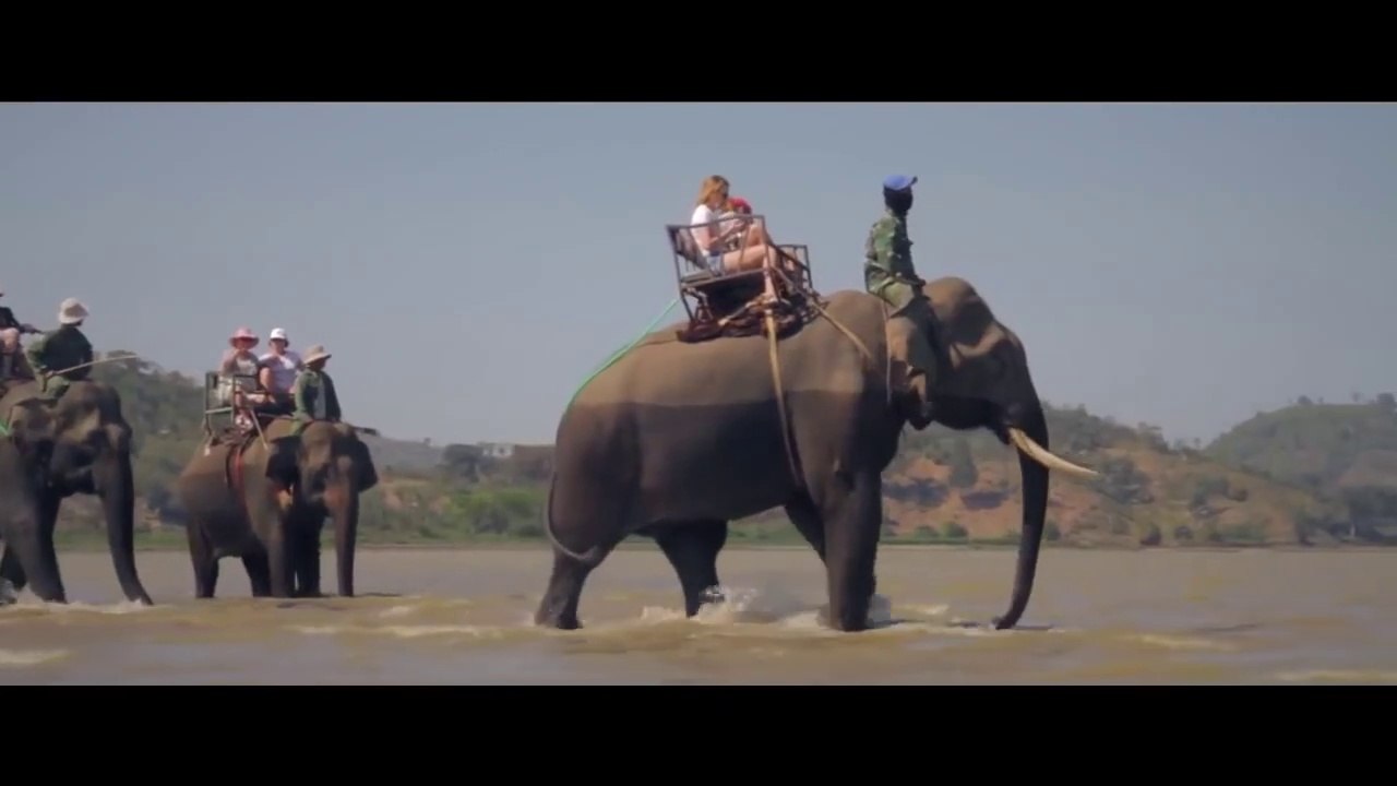 elephant's best friend - MV