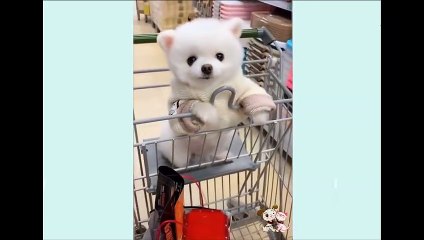 Cute Puppies  Cute Funny  2021 Compilation #1