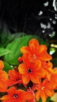 nature WhatsApp status