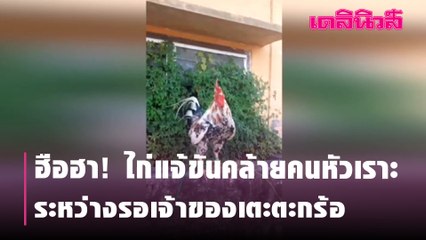ฮือฮา! ไก่แจ้ขันคล้ายคนหัวเราะระหว่างรอเจ้าของเตะตะกร้อ | Dailynews