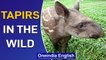 Tapirs: Rare to see these animals in the wild, Watch to know why | Oneindia News