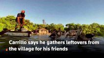 ‘I take care of them’- Cuban man befriends pelican colony