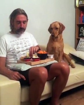 DOG WATCHING OWNER EATING AND PRETENDING