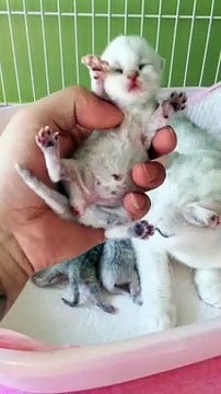 - Funniest Animals Real _joy_cat_ - Best Of The 2020 - Funny Animals Videos - Try Not To Laugh - comedy- shorts ( 1280 X 720 )