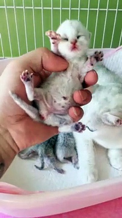 - Funniest Animals Real _joy_cat_ - Best Of The 2020 - Funny Animals Videos - Try Not To Laugh - comedy- shorts ( 1280 X 720 )