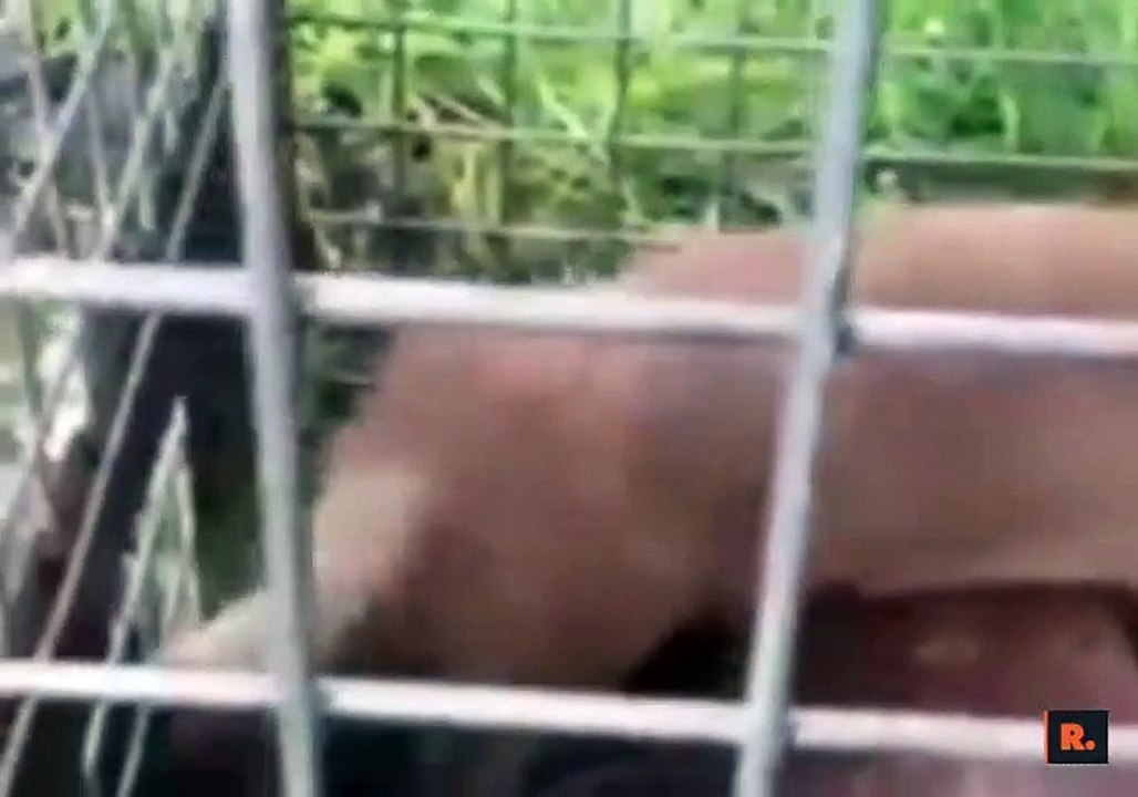 Kutsal balıkları ''su samurları'' yemiş!