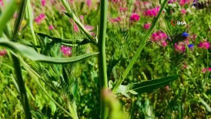 Renkleriyle doğayı canlandıran çiçekler göz kamaştırıyor