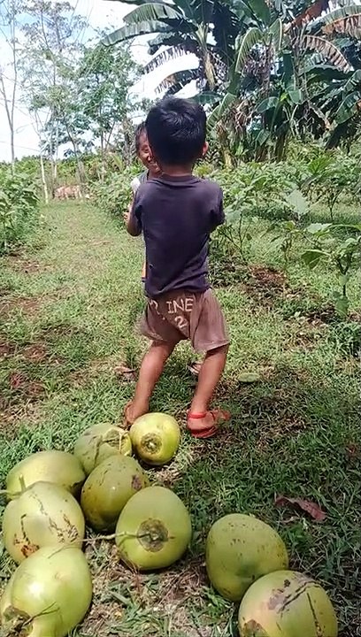 kulitan mga bata habang ng bubuko trio...