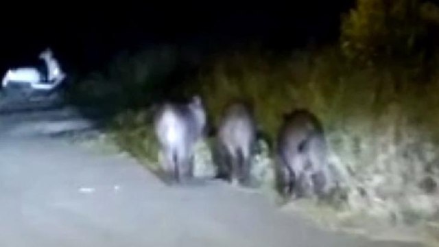 İstanbul’da aç kalan domuzlar mahalleye indi