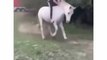 Funny horse riding by a girl  fails