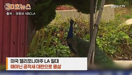 [30초뉴스] LA 주택가 수백마리 공작새 '민폐'…"아기 고문당하는 듯한 괴성"