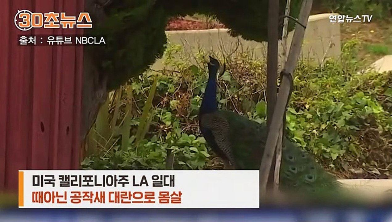 [30초뉴스] LA 주택가 수백마리 공작새 '민폐'…"아기 고문당하는 듯한 괴성"