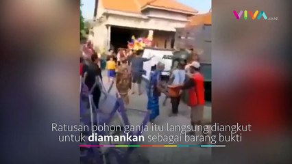 Warga Brebes Digegerkan Penemuan 300 Tanaman Ganja dalam Pot