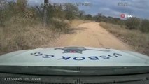 Güney Afrika'da kızgın fil arabayı parçaladı