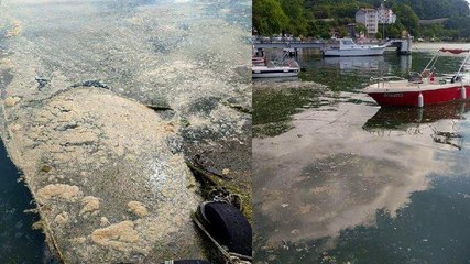 Deniz salyası Karadeniz’de