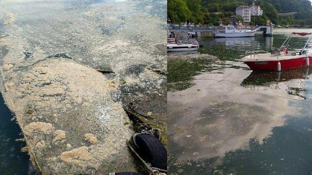 Deniz salyası Karadeniz’de