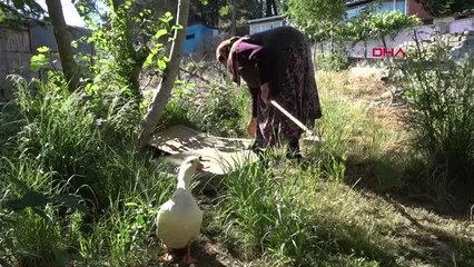 KANALİZASYON KUYUSUNA DÜŞEN ÖRDEK 13 GÜNDÜR KURTARILMAYI BEKLİYOR