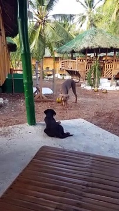 Funny dog