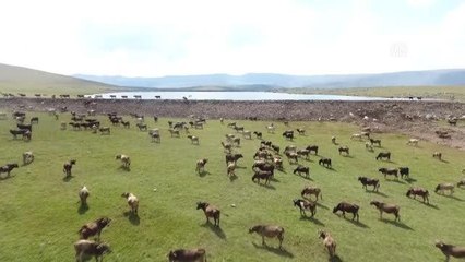 Hayvancılığın merkezinde kurulacak "yem rasyon hazırlama tesisi" besiciliğe destek olacak