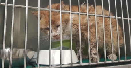 En Haute-Savoie, un chat perdu depuis 11 ans retrouve sa propriétaire qui vit à 560 kilomètres