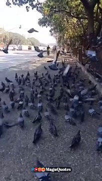 Birds pullinanga whatsapp status, birds video, natural and travel WhatsApp status