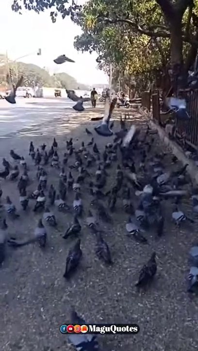 Birds pullinanga whatsapp status, birds video, natural and travel WhatsApp status