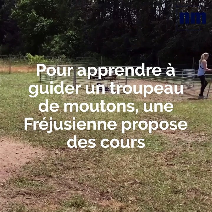 Travail sur moutons