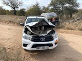 Güney Afrika'da kızgın fil arabayı böyle  parçaladı