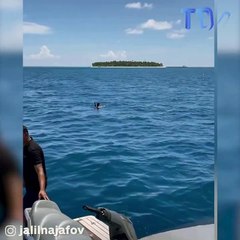 Il sauve un oiseau perdu au milieu des requins !