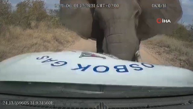 Güney Afrika’da kızgın fil arabayı parçaladı