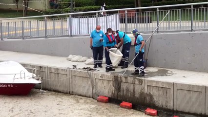 İSTANBUL - Anadolu Yakası sahillerinde 'deniz salyası' yoğunluğu