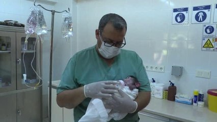 Annesi kabullenmeyince kuvözde büyütülen yavru maymun "Nisan", doğal ortamına alıştırılıyor