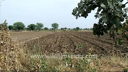Garlic farm in Jaisamand, Rajasthan