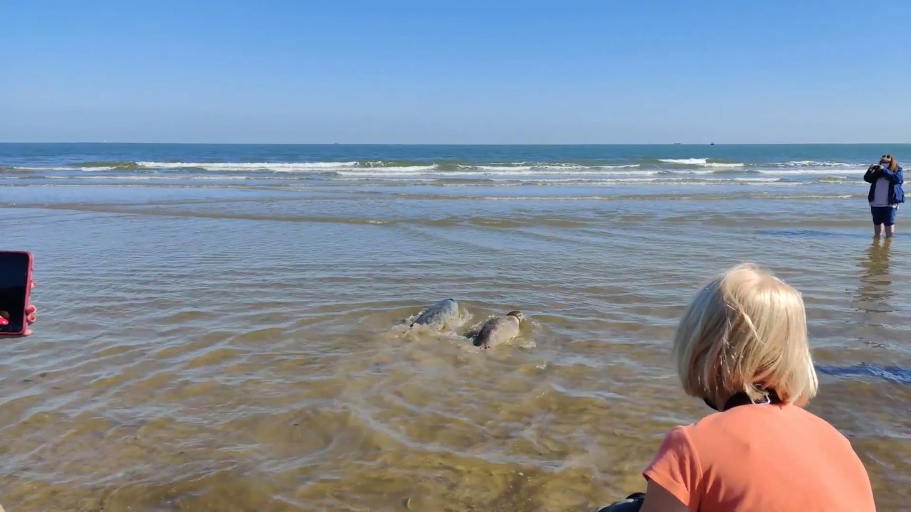 Deux phoques gris relâchés en mer du Nord par l...