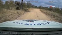 - Güney Afrika’da kızgın fil arabayı parçaladı