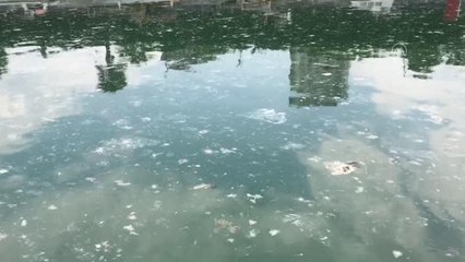 Anadolu Yakası sahillerinde "deniz salyası" yoğunluğu