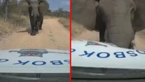Güney Afrika'da vahşi fil arabayı böyle parçaladı