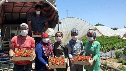 Coğrafi işaretli Sultanhisar çileği üreticisini memnun etti